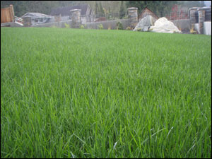 Landscape Maintenance