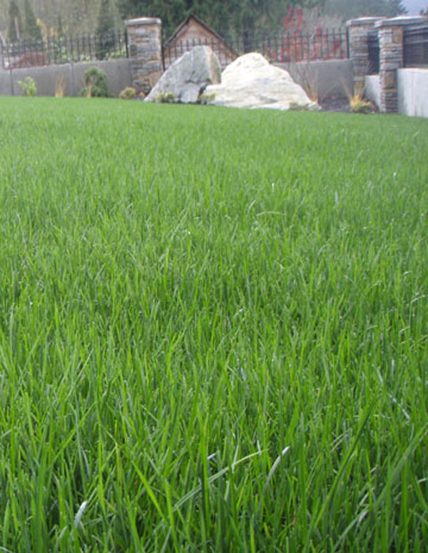 Lawn Irrigation Fraser Valley